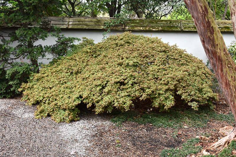 Kiyohime Japanese Maple (Acer palmatum 'Kiyohime') at Weston Nurseries