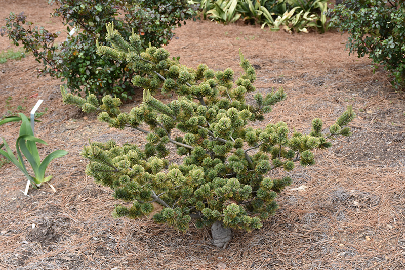 Adcock's Dwarf Japanese White Pine (Pinus parviflora 'Adcock's Dwarf') at Weston Nurseries