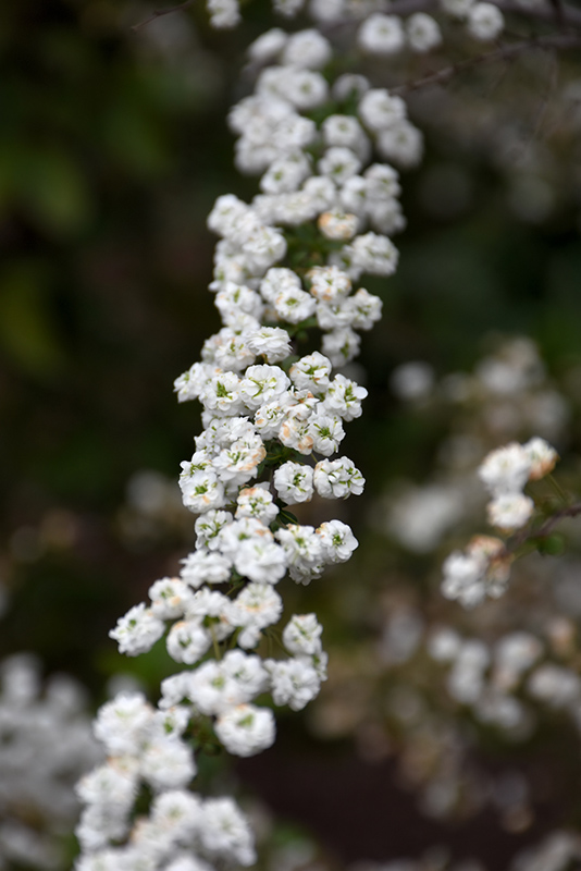 Bridalwreath Spirea (Spiraea prunifolia 'Plena') at Weston Nurseries