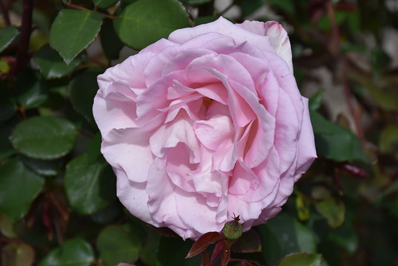 Plum Perfect Sunbelt Rose (Rosa 'KORvodacom') at Weston Nurseries