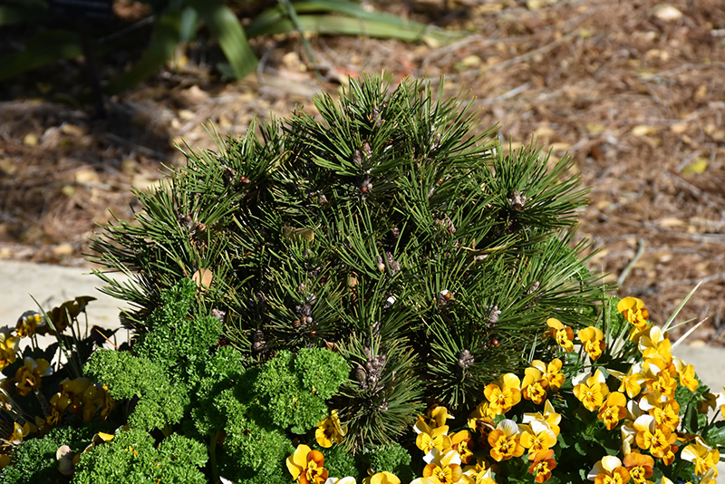 Banderica Bosnian Pine (Pinus heldreichii 'Banderica') at Weston Nurseries