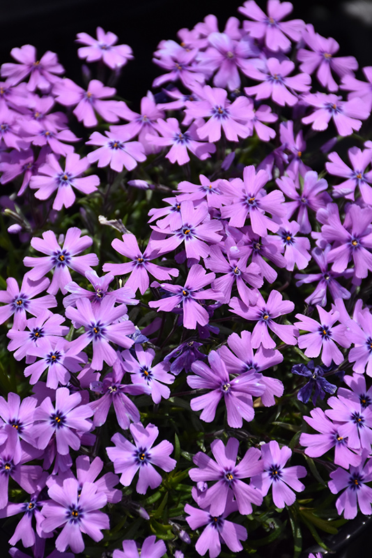 Purple Beauty Moss Phlox (Phlox subulata 'Purple Beauty') at Weston Nurseries