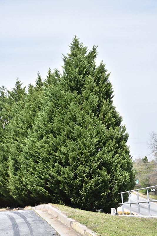 Leyland Cypress (Cupressocyparis x leylandii) at Weston Nurseries