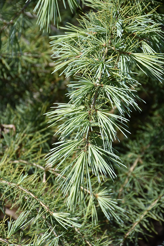Snow Sprite Deodar Cedar (Cedrus deodara 'Snow Sprite') at Weston Nurseries