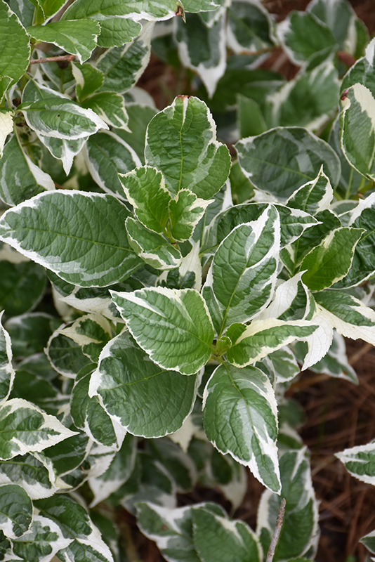 Mariesii Variegata Hydrangea (Hydrangea macrophylla 'Mariesii Variegata') at Weston Nurseries