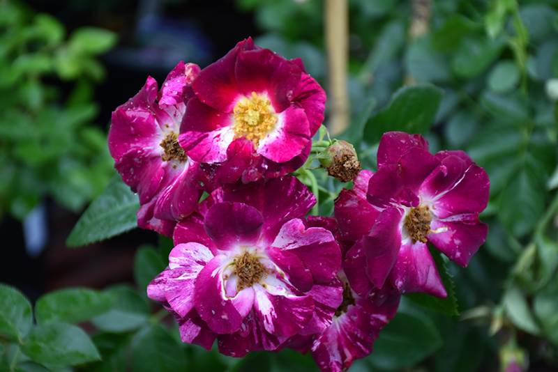 Purple Splash Rose (Rosa 'Purple Splash') at Weston Nurseries