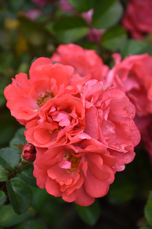 Coral Drift Rose (Rosa 'Meidrifora') at Weston Nurseries