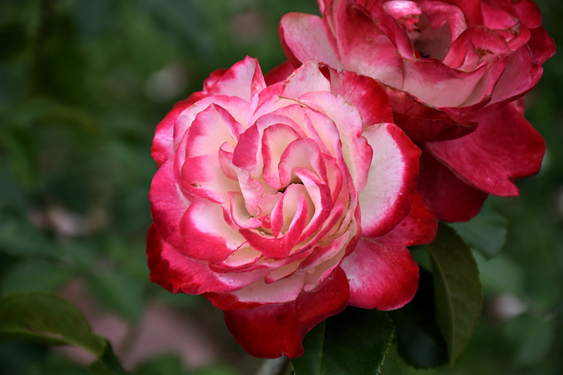 Cherry Parfait Rose (Rosa 'Cherry Parfait') at Weston Nurseries