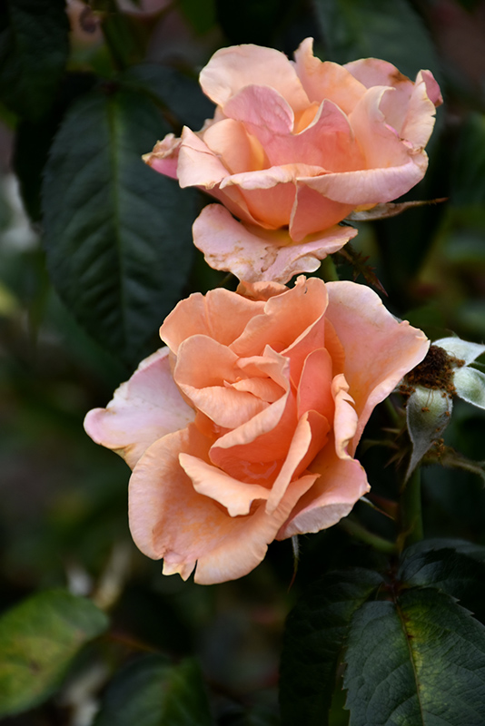 Honey Nectar Rose (Rosa 'Radnectar') at Weston Nurseries
