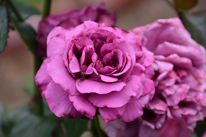 Plum Perfect Sunbelt Rose (Rosa 'KORvodacom') at Weston Nurseries