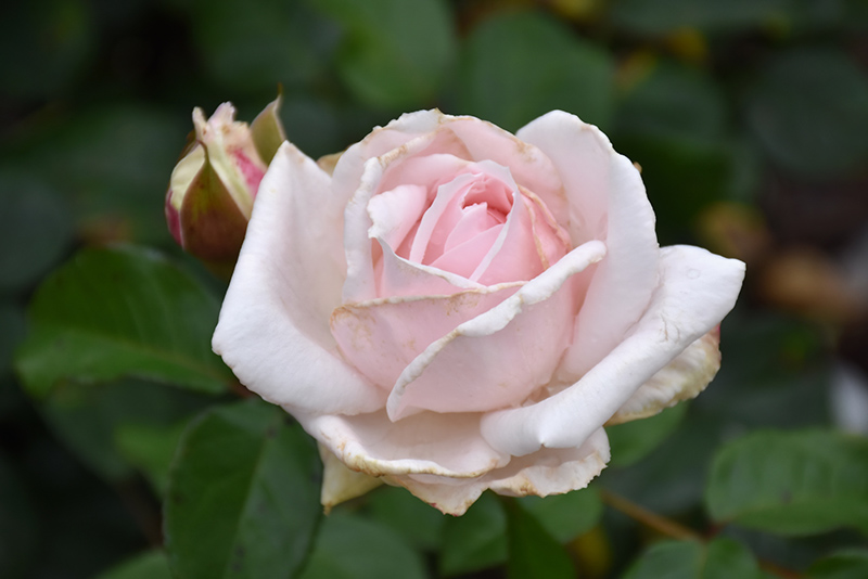 First Crush Rose (Rosa 'KORmaccap') at Weston Nurseries