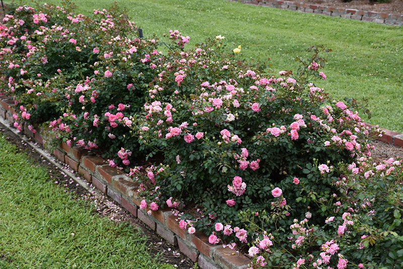 Sweet Drift Rose (Rosa 'Meiswetdom') at Weston Nurseries