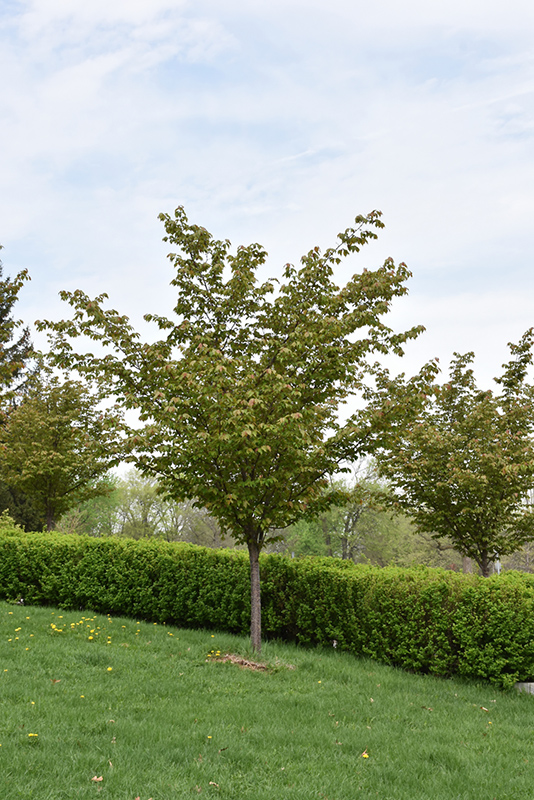 Spring Wonder Sargent Cherry (Prunus sargentii 'Hokkaido Normandale') at Weston Nurseries