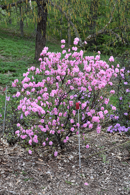 Weston's Pink Diamond Rhododendron (Rhododendron 'Weston's Pink Diamond') at Weston Nurseries