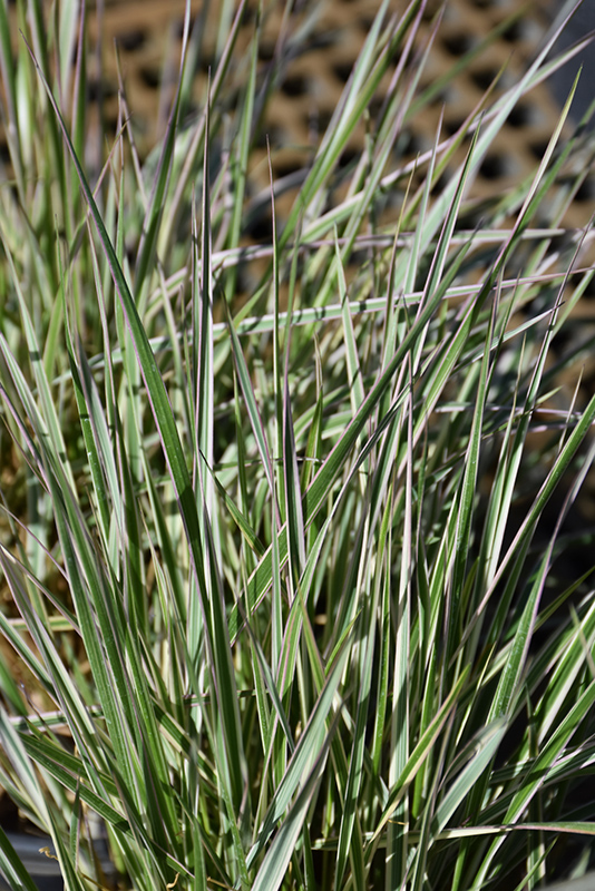 Hello Spring! Reed Grass (Calamagrostis x acutiflora 'Hello Spring!') at Weston Nurseries