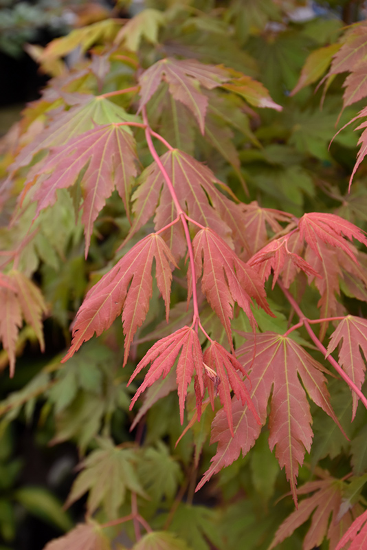 North Wind Japanese Maple (Acer 'IsINW') at Weston Nurseries
