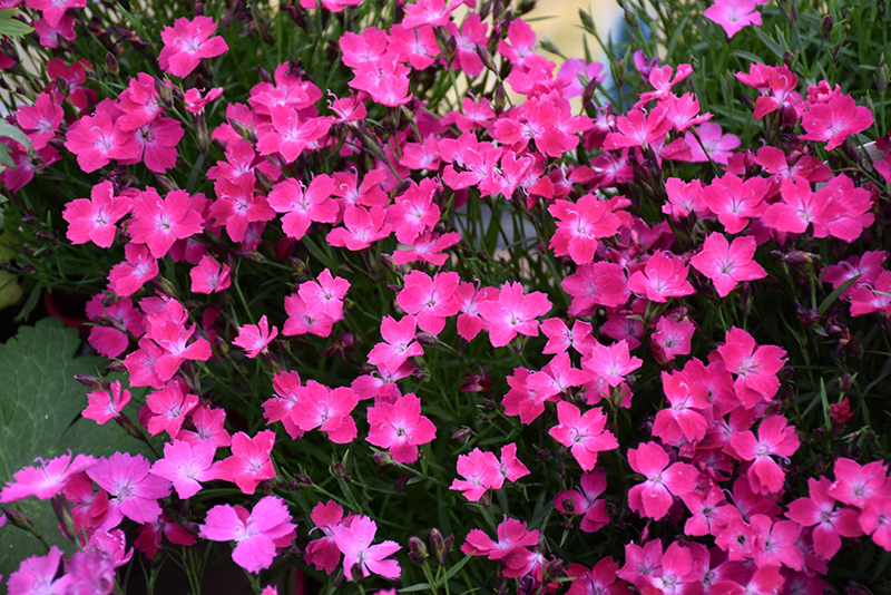 Kahori Pink Pinks (Dianthus 'Kahori Pink') at Weston Nurseries