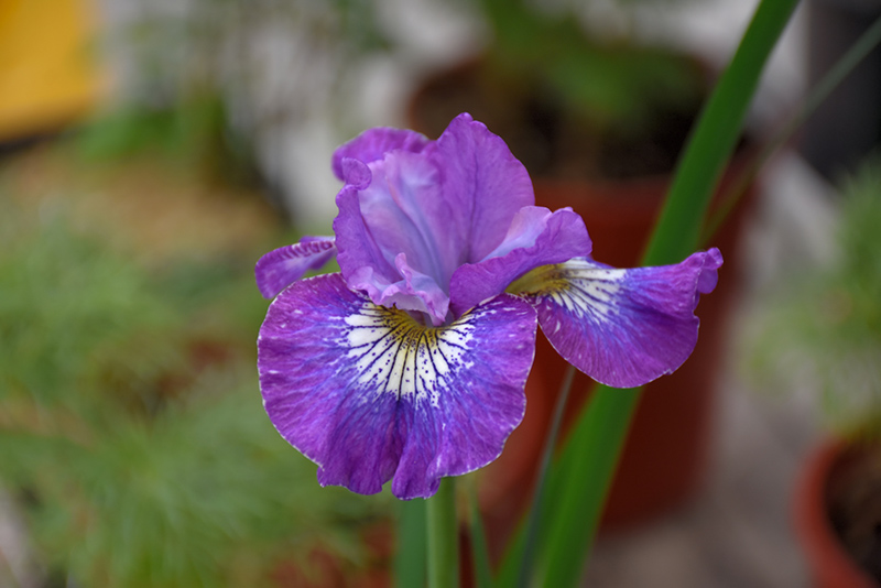 How Audacious Siberian Iris (Iris sibirica 'How Audacious') at Weston Nurseries