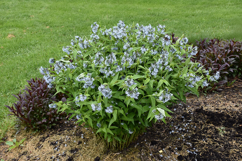 Blue Star Flower (Amsonia tabernaemontana) at Weston Nurseries