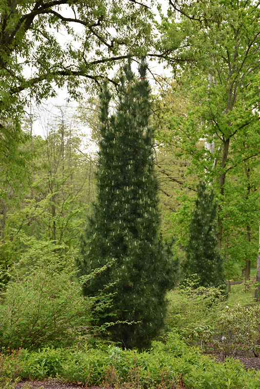 Stowe Pillar White Pine (Pinus strobus 'Stowe Pillar') at Weston Nurseries