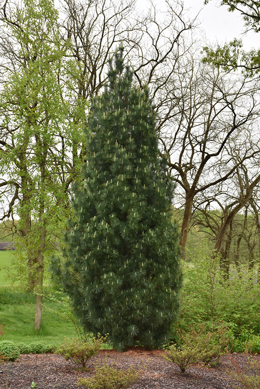 Stowe Pillar White Pine (Pinus strobus 'Stowe Pillar') at Weston Nurseries