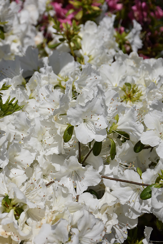 Girard's Pleasant White Azalea (Rhododendron 'Girard's Pleasant White') at Weston Nurseries
