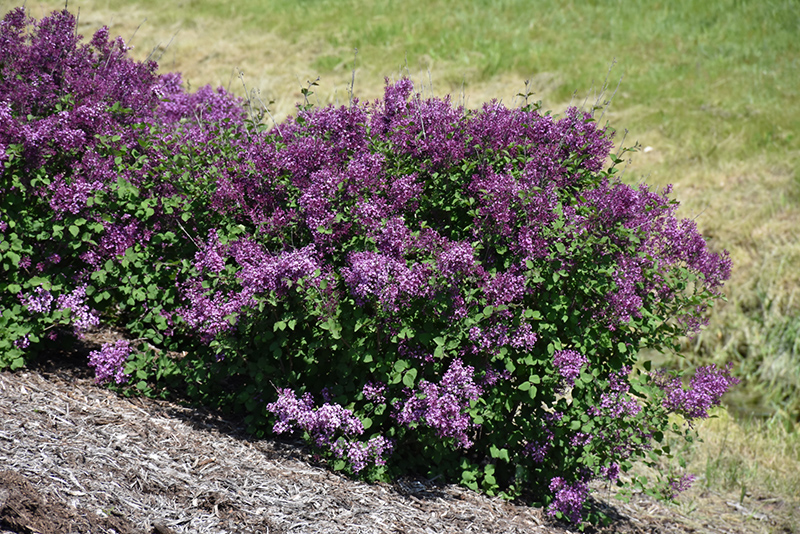 Bloomerang Dark Purple Lilac (Syringa 'SMSJBP7') at Weston Nurseries