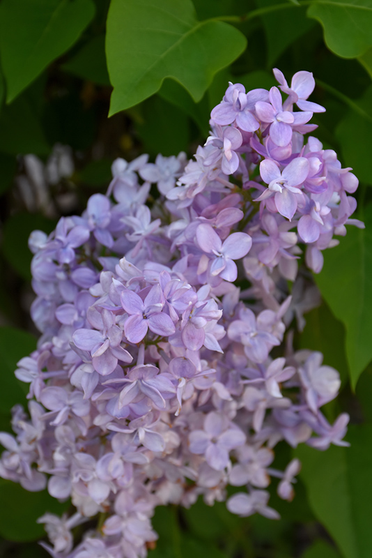 Scentara Double Blue Lilac (Syringa x hyacinthiflora 'SMNSHBBL') at Weston Nurseries