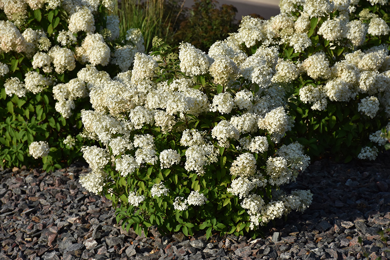 Bobo Hydrangea (Hydrangea paniculata 'ILVOBO') at Weston Nurseries