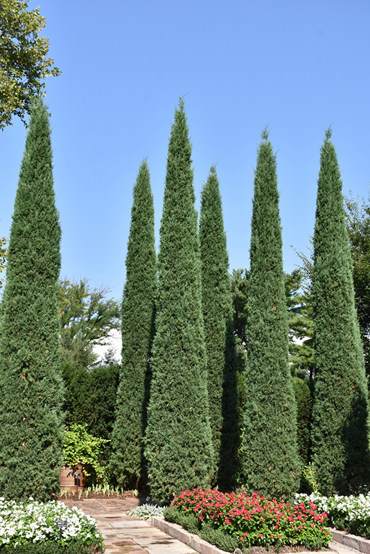 Taylor Redcedar (Juniperus virginiana 'Taylor') at Weston Nurseries