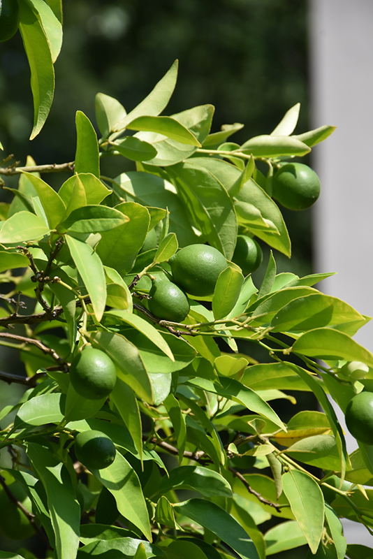 Key Lime (Citrus aurantifolia) at Weston Nurseries