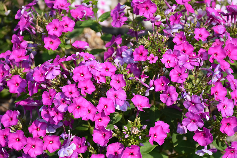 Ka-Pow Purple Garden Phlox (Phlox paniculata 'Balkapopur') at Weston Nurseries