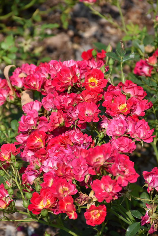 Pink Drift Rose (Rosa 'Meijocos') at Weston Nurseries