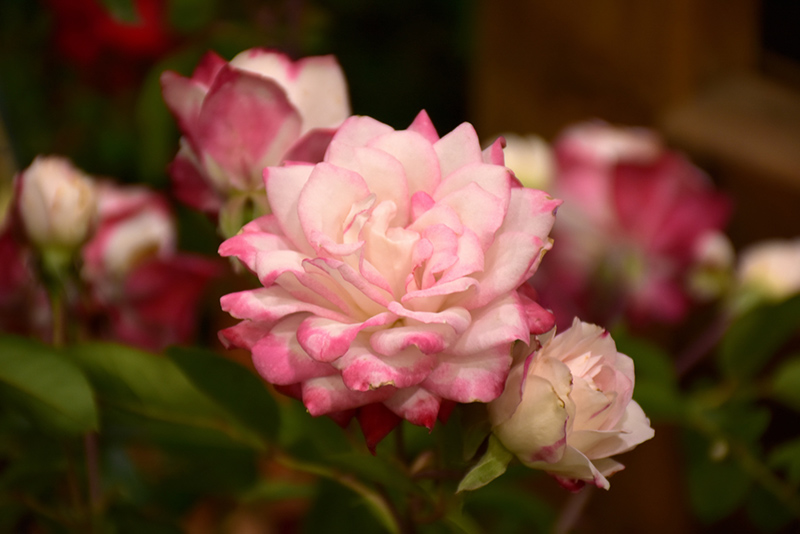 Grace N' Grit Pink Bicolor Rose (Rosa 'Meiryezza') at Weston Nurseries