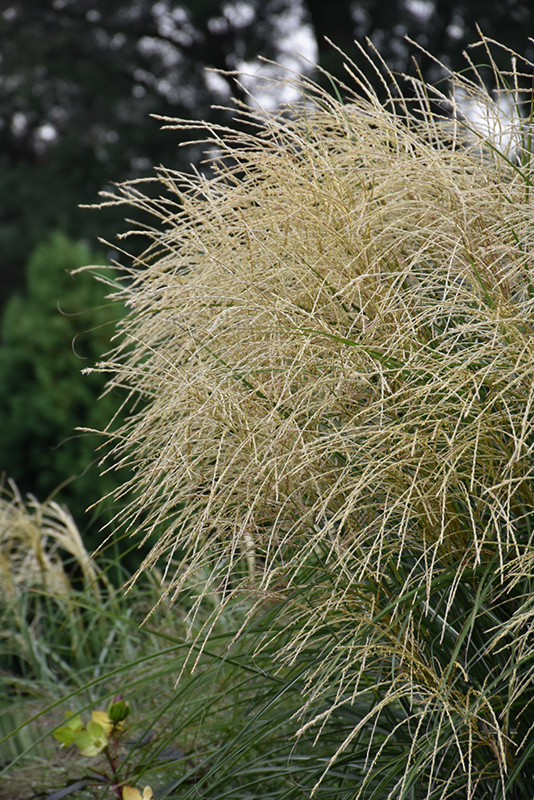 Encore Maiden Grass (Miscanthus sinensis 'Encore') at Weston Nurseries