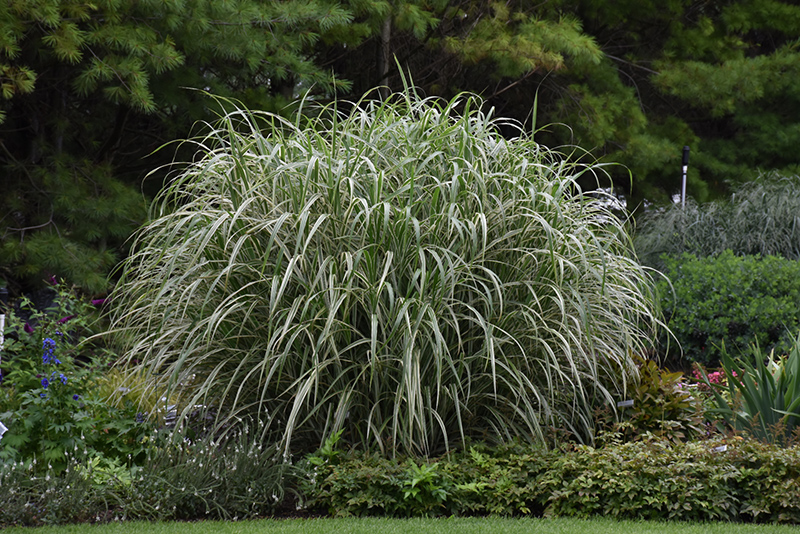 Cosmopolitan Maiden Grass (Miscanthus sinensis 'Cosmopolitan') at Weston Nurseries