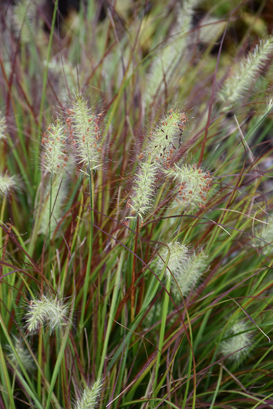 Burgundy Bunny Dwarf Fountain Grass (Pennisetum alopecuroides 'Burgundy Bunny') at Weston Nurseries