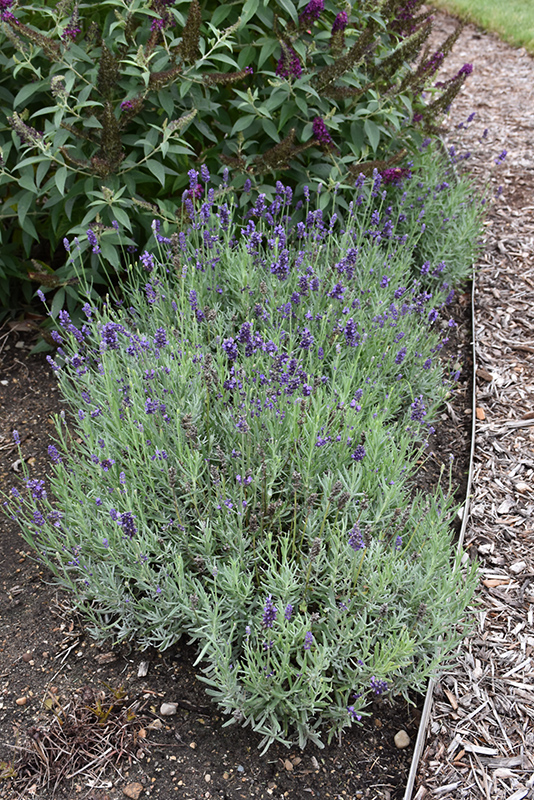 Sweet Romance Lavender (Lavandula angustifolia 'Kerlavangem') at Weston Nurseries