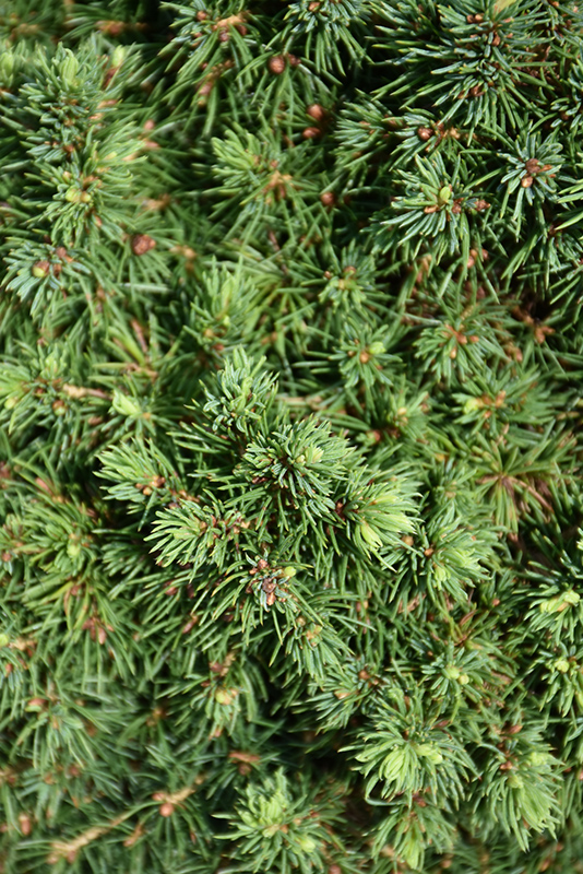 Elf Alberta Spruce (Picea glauca 'Elf') at Weston Nurseries
