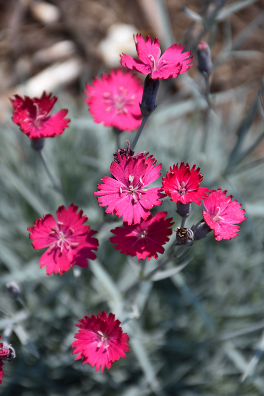 Wicked Witch Pinks (Dianthus gratianopolitanus 'Wicked Witch') at Weston Nurseries