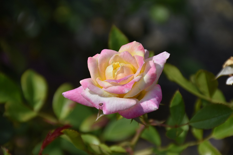 Music Box Rose (Rosa 'BAIbox') at Weston Nurseries