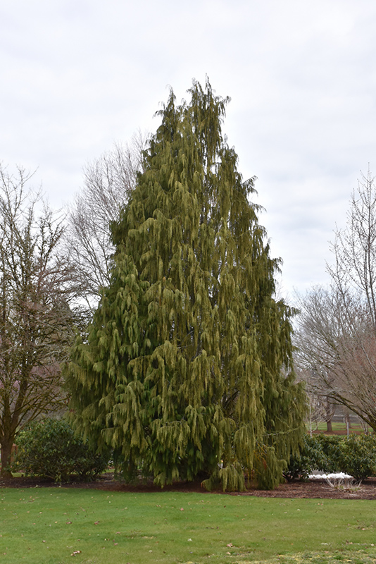Weeping Nootka Cypress (Chamaecyparis nootkatensis 'Pendula') at Weston Nurseries