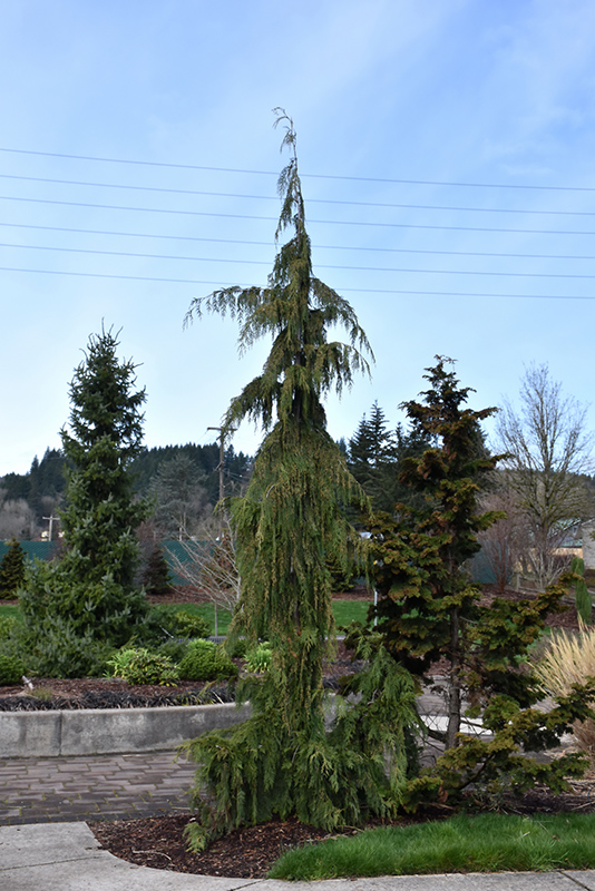 Weeping Nootka Cypress (Chamaecyparis nootkatensis 'Pendula') at Weston Nurseries