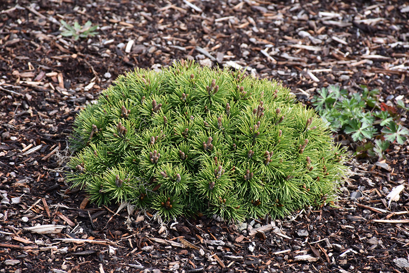 Donna's Mini Mugo Pine (Pinus mugo 'Donna's Mini') at Weston Nurseries
