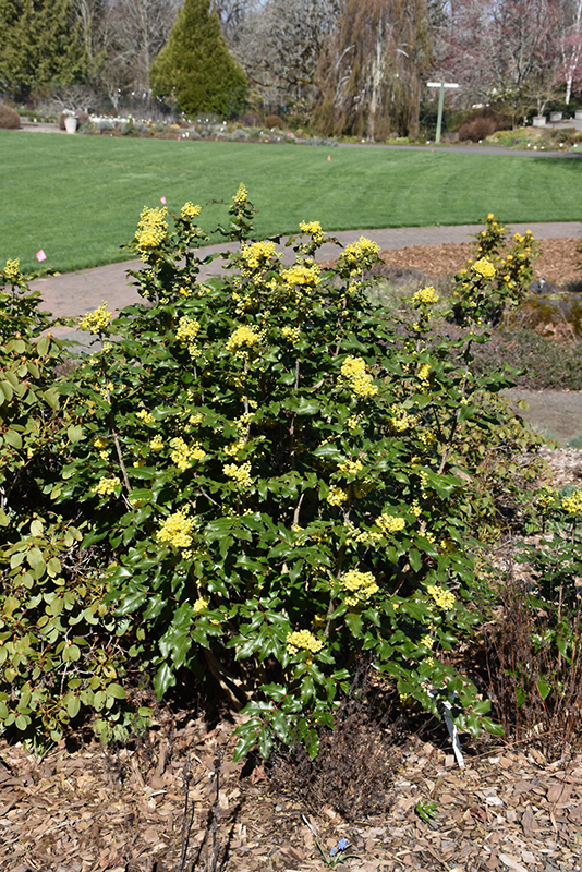 Compact Oregon Grape (Mahonia aquifolium 'Compactum') at Weston Nurseries