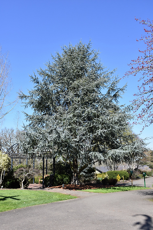 Blue Atlas Cedar (Cedrus atlantica 'Glauca') at Weston Nurseries
