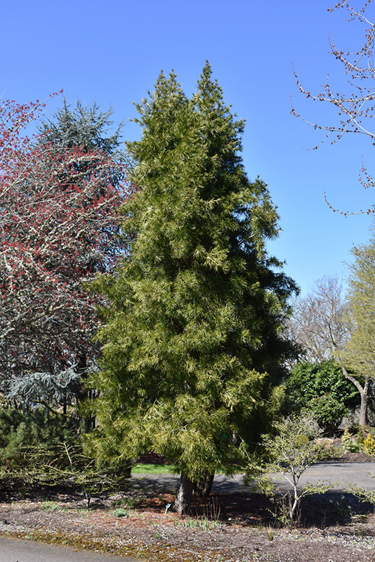 Japanese Umbrella Pine (Sciadopitys verticillata) at Weston Nurseries