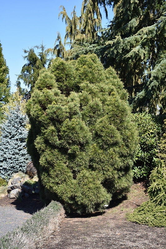 Dwarf Twisted Scotch Pine (Pinus sylvestris 'Globosa Viridis') at Weston Nurseries