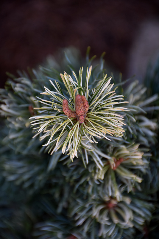 Snow in the Valley Japanese White Pine (Pinus parviflora 'Tamina No Yuki') at Weston Nurseries
