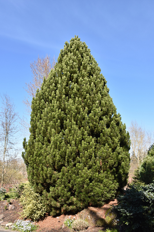 Compact Gem Bosnian Pine (Pinus heldreichii 'Compact Gem') at Weston Nurseries